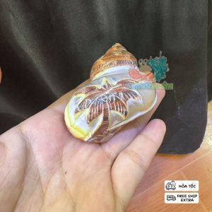 Vỏ ốc cỡ L+ XL khắc hình cá heo và cây dừa trang trí bể cá , làm nhà cho ốc mượn hồn