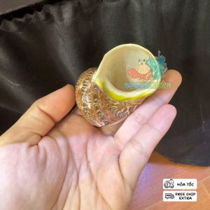 Vỏ ốc cỡ L+ XL khắc hình cá heo và cây dừa trang trí bể cá , làm nhà cho ốc mượn hồn