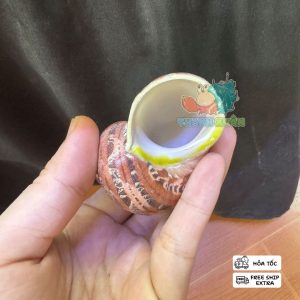 Vỏ ốc cỡ L+ XL khắc hình cá heo và cây dừa trang trí bể cá , làm nhà cho ốc mượn hồn