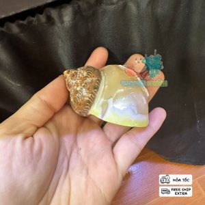 Vỏ ốc cỡ L+ XL khắc hình cá heo và cây dừa trang trí bể cá , làm nhà cho ốc mượn hồn