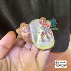 Vỏ ốc cỡ L+ XL khắc hình cá heo và cây dừa trang trí bể cá , làm nhà cho ốc mượn hồn