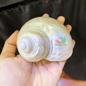 Vỏ ốc xà cừ mài trắng cỡ 3xl