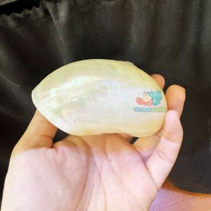Vỏ ốc xà cừ mài trắng cỡ 3xl