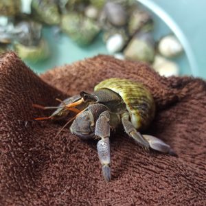 Ốc mượn hồn RUGO xinh xắn