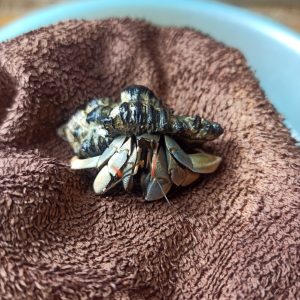 Ốc Mượn Hồn Viosunset