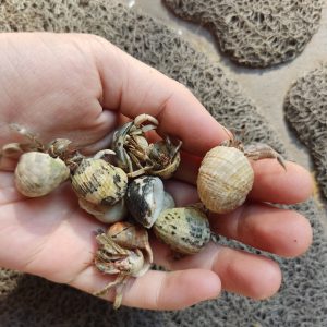 Ốc Mượn Hồn Rugo