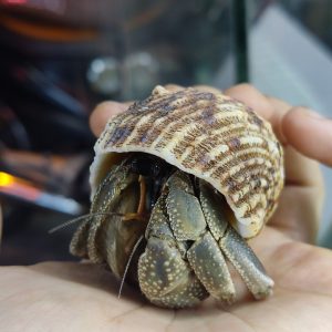 Ốc mượn hồn CAVIPES màu ngẫu nhiên