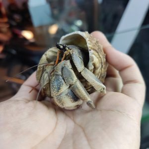 Ốc mượn hồn CAVIPES màu ngẫu nhiên