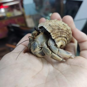 Ốc mượn hồn CAVIPES màu ngẫu nhiên