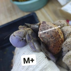 Ốc mượn hồn BREVIMANUS (màu ngẫu nhiên)