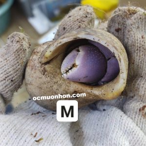 Ốc mượn hồn BREVIMANUS (màu ngẫu nhiên)