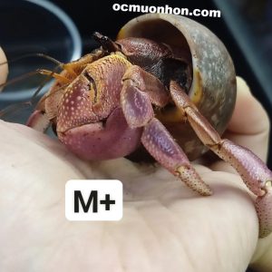 Ốc mượn hồn BREVIMANUS (màu ngẫu nhiên)