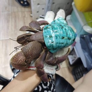 Ốc mượn hồn BREVIMANUS size KHỔNG LỒ