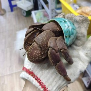 Ốc mượn hồn BREVIMANUS size KHỔNG LỒ