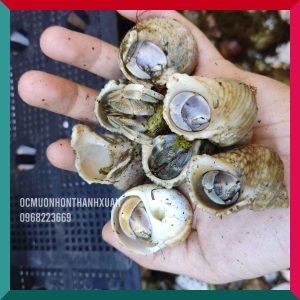 Sỉ ốc mượn hồn mini nhiều màu