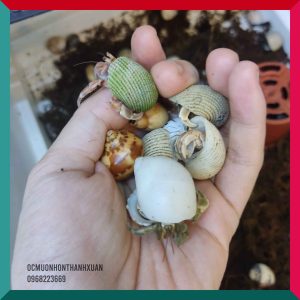 Sỉ ốc mượn hồn mini nhiều màu