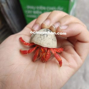 Ốc mượn hồn PERLATUS ĐỎ màu ngẫu nhiên