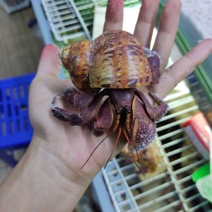 Ốc Mượn Hồn Brevimanus