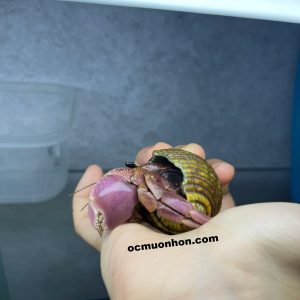 Ốc mượn hồn BREVIMANUS (màu ngẫu nhiên)