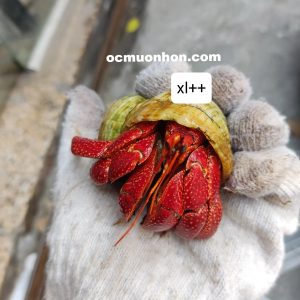 Ốc mượn hồn PERLATUS ĐỎ màu ngẫu nhiên