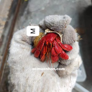 Ốc mượn hồn PERLATUS ĐỎ màu ngẫu nhiên