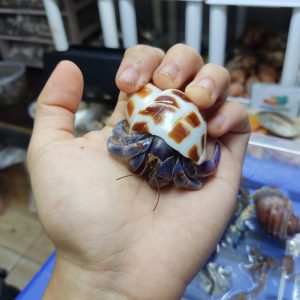 ỐC MƯỢN HỒN PUR