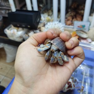 ỐC MƯỢN HỒN PUR