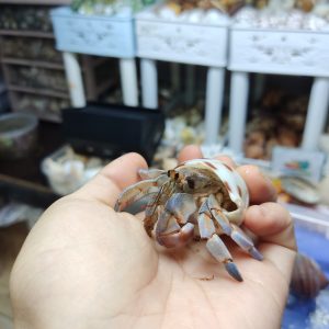 ỐC MƯỢN HỒN PUR