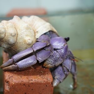 Ốc Mượn Hồn Violasen