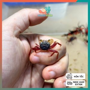 Cua cua ma cà rồng mini Mandarin - VAMPIRE CRAB