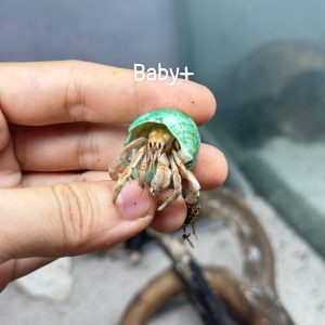 ỐC MƯỢN HỒN PUR