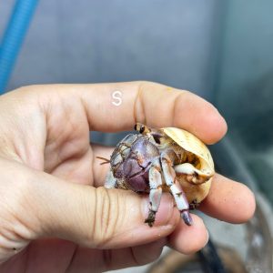 ỐC MƯỢN HỒN PUR