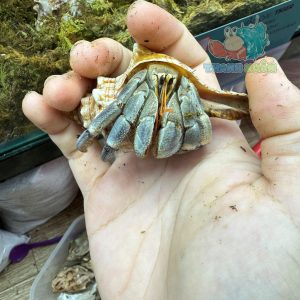 Ốc Mượn hồn Tiger lila nhiều màu