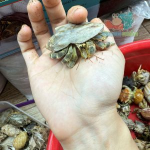 Ốc Mượn hồn Tiger lila nhiều màu