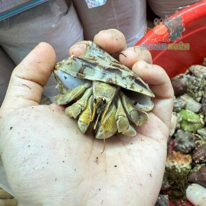 Ốc Mượn hồn Tiger lila nhiều màu