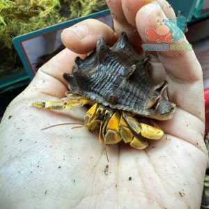 Ốc Mượn hồn Tiger lila nhiều màu