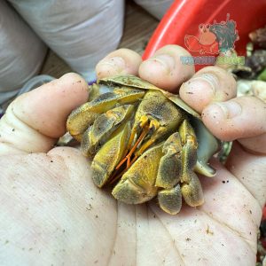 Ốc Mượn hồn Tiger lila nhiều màu