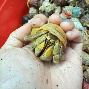 Ốc Mượn hồn Tiger lila nhiều màu