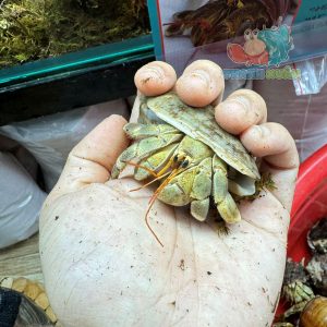 Ốc Mượn hồn Tiger lila nhiều màu