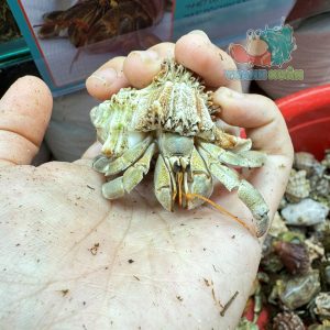 Ốc Mượn hồn Tiger lila nhiều màu