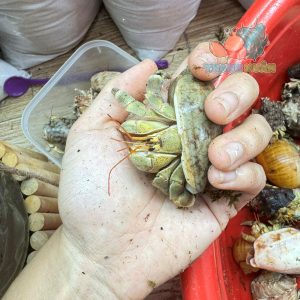 Ốc Mượn hồn Tiger lila nhiều màu