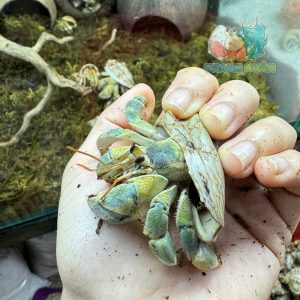 Ốc Mượn hồn Tiger lila nhiều màu