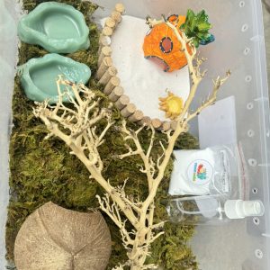 Combo nuôi ốc mượn hồn size baby xs s M dành co người mới  thùng 45cm - HN475