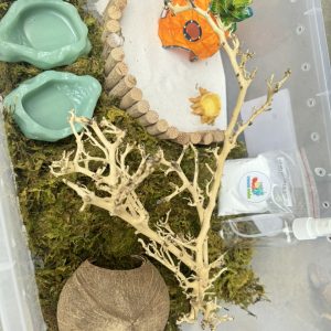 Combo nuôi ốc mượn hồn size baby xs s M dành co người mới  thùng 45cm - HN475