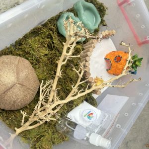 Combo nuôi ốc mượn hồn size baby xs s M dành co người mới  thùng 45cm - HN475