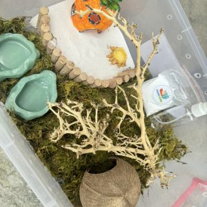 Combo nuôi ốc mượn hồn size baby xs s M dành co người mới  thùng 45cm - HN475