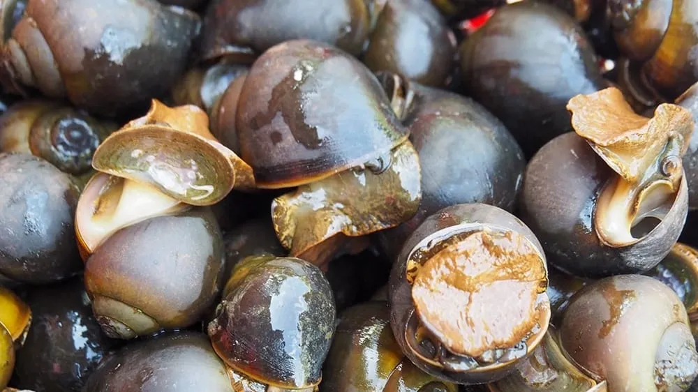 Chăm sóc sinh vật nhỏ giúp nuôi dưỡng lòng trắc ẩn và sự kiên nhẫn