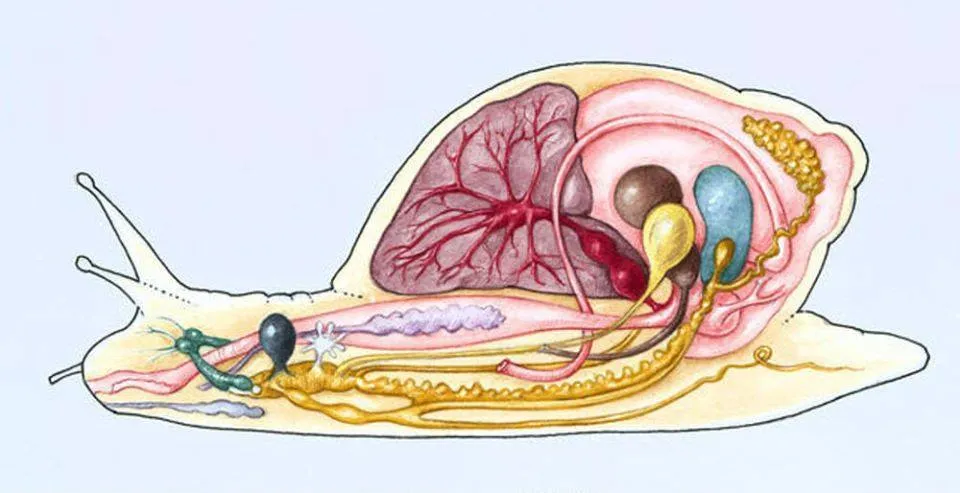 Cấu tạo cơ thể với lớp vỏ kitin cứng và chiếc vỏ ốc nặng nề khiến việc bay trở nên bất khả thi về mặt sinh học
