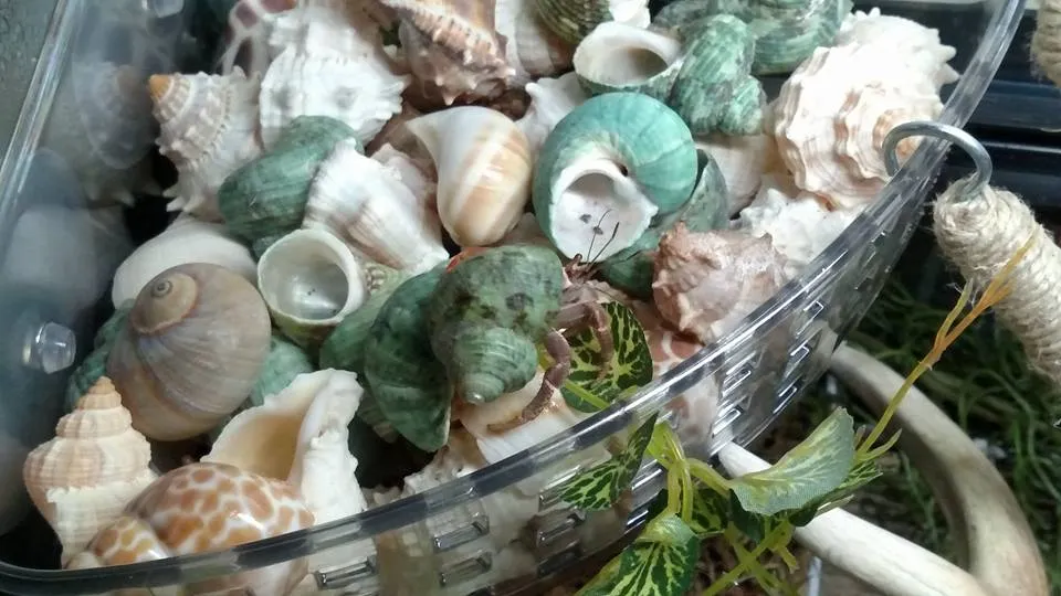 Cách bố trí Shell Shop khoa học giúp kích thích ốc thay vỏ tự nhiên