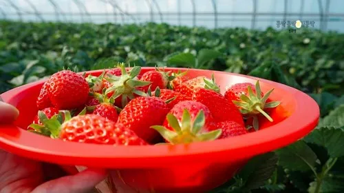 Mô hình hệ sinh thái bán cạn độc đáo kết hợp giữa cua Strawberry dâu hồng và cây dâu tây mini